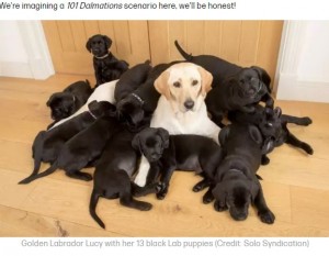 イエローのラブラドール 出産した子犬13匹すべてブラックに 英 ライブドアニュース