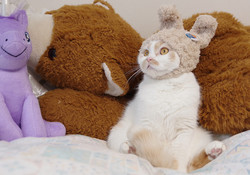  ねこ休み展スピンオフ企画「まるごとホイちゃん展 ｉｎ 大阪」 