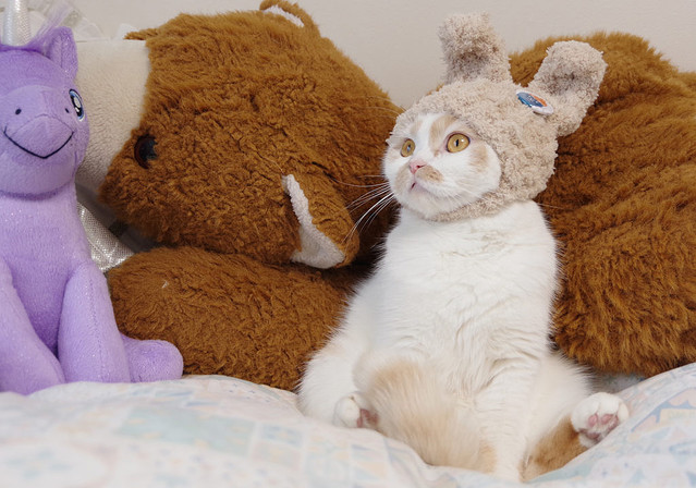 ねこ休み展スピンオフ企画「まるごとホイちゃん展 in 大阪」