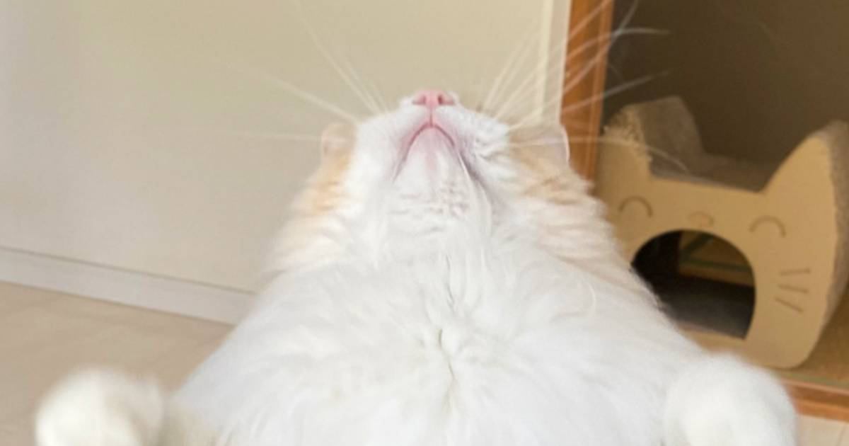 ΩäƤǭˡ֥?Ի׵ĤΩѤ