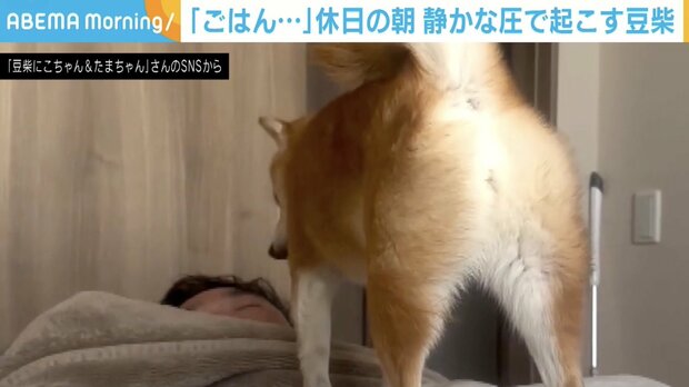 豆柴のにこちゃん