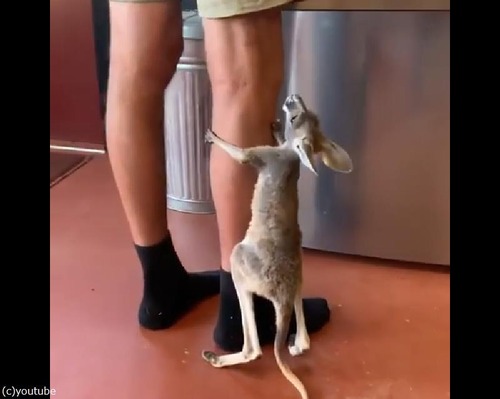 赤ちゃんカンガルーの おねだり アピールがたまらない ライブドアニュース