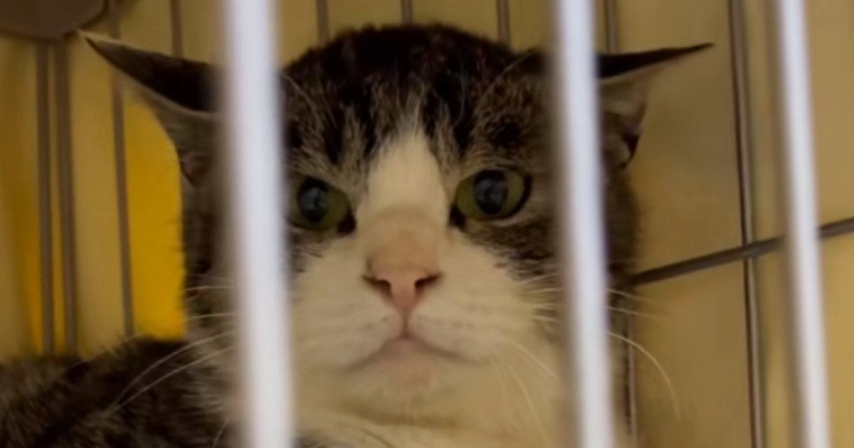 最初は警戒心が強かった保護猫 だんだんと表情が豹変し甘えん坊に