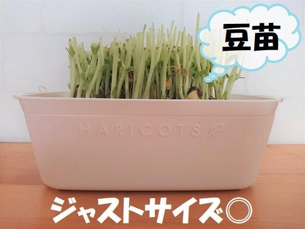 豆苗は2度楽しむべし セリア の豆苗プランターで リボベジ はじめませんか Peachy ライブドアニュース