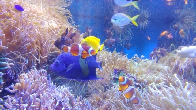 日本人は個別展示が好き？学芸員が語る海外と日本の水族館の違い 