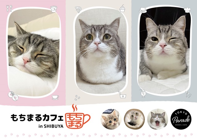 世界で最も視聴されている猫 「もちまる」とのコラボカフェ！「もちまるカフェ in SHIBUYA」