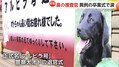 “鼻の捜査官”10歳のリタイア警察犬「...