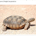 344Фǻפ줿ʲϡVanguard2019ǯ103աHow 344-year oldest tortoise died in Africaס٤Υ꡼󥷥åȡ
