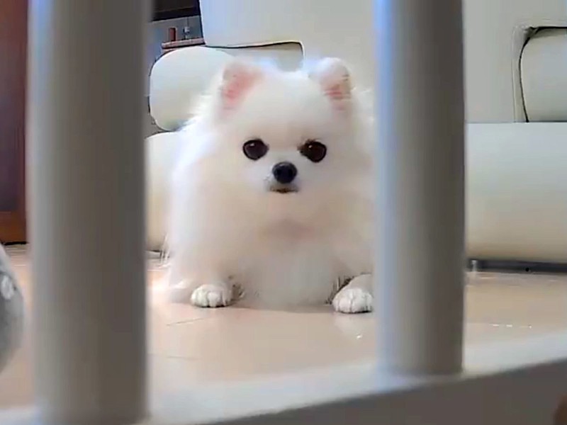 遠隔でカメラを操作 見守りカメラをじっと観察していたポメラニアン