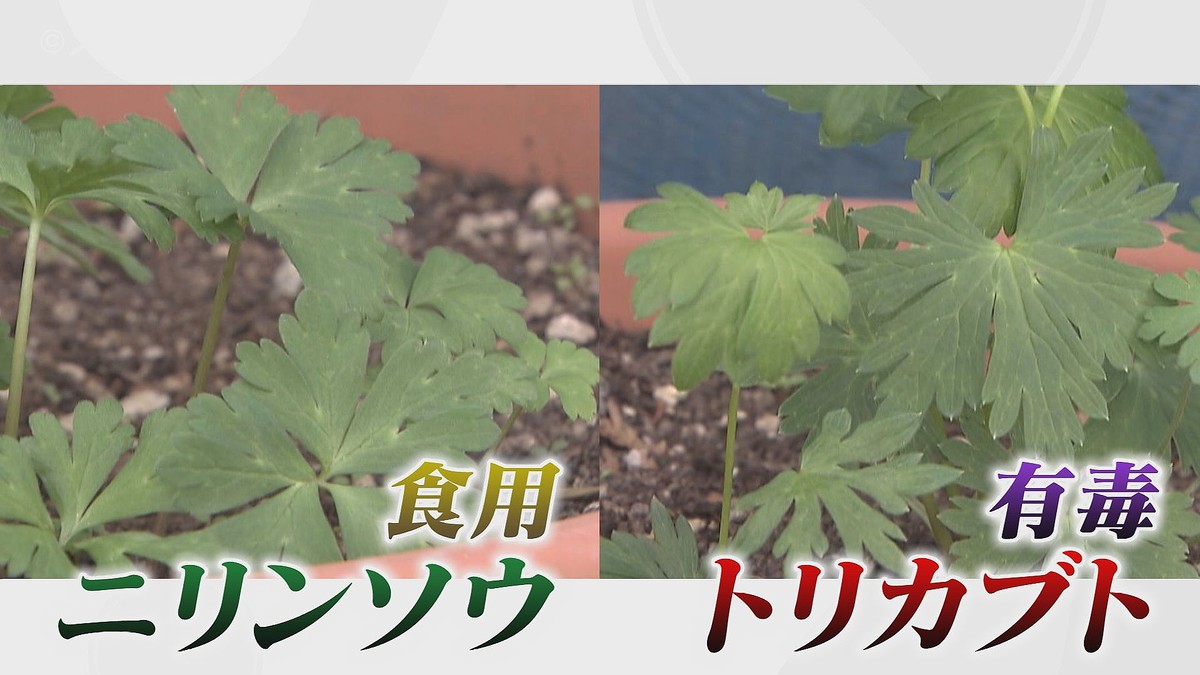 STVニュース北海道