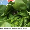 쥿椫ФƤʲϡreal fix2018ǯ72աWoman Finds Living Frog In Her Supermarket LettuceסSWNS/REALFIXˡ٤Υ꡼󥷥åȡ