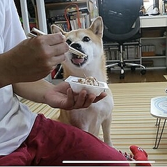 従順だったのに 納豆が好きすぎて前のめりになってしまう柴犬 Peachy ライブドアニュース