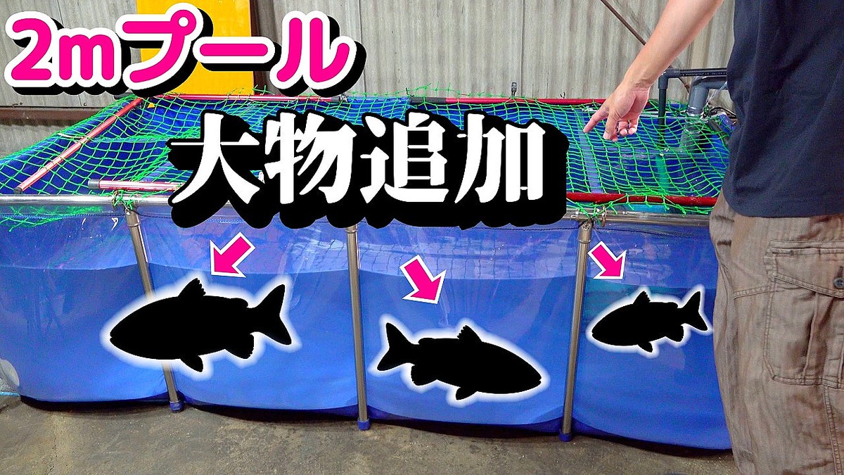 【衝撃】庭の目の前で大型魚を次々と捕獲!?巨大プールに放ち「でかい!」と驚愕の連続