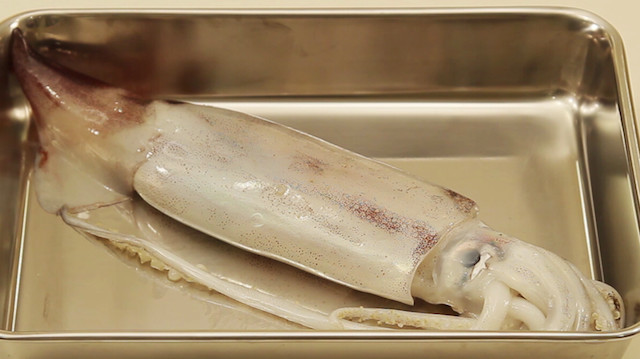 初心者にも いかのさばき方 簡単じゃなイカ ライブドアニュース