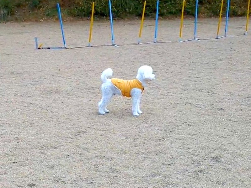 ドッグランでよそ見をする犬...そっと隠れてみた結果...尊い結末に反響