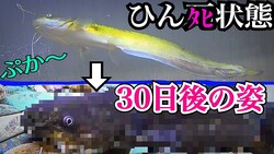 ガリガリ瀕死状態のナマズは30日でこうなりました。徹底比較!