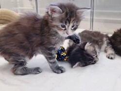 ���ƤΥܡ���ͷ�ӤϤɤ���