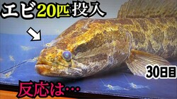 ͤηŪܡإӤ򿩤٤Ƥ졪٤䤻˴ꤤơ