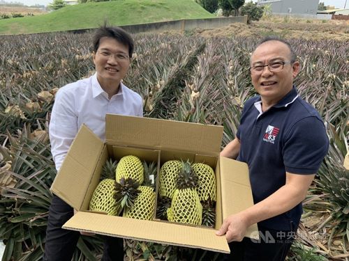 高雄市大樹産の金鑽パイナップル＝同市農業局提供