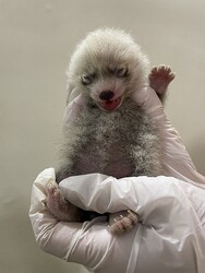 717ޤ줿ФΥåーѥ襤󶡡ܤɤ֤Ĳ