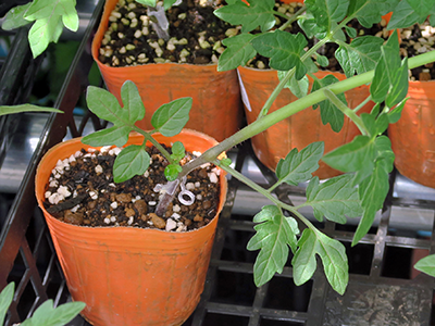 スイカを穂木とし、カボチャの根で接ぎ木栽培を初めて行った国とは？【植物の話】