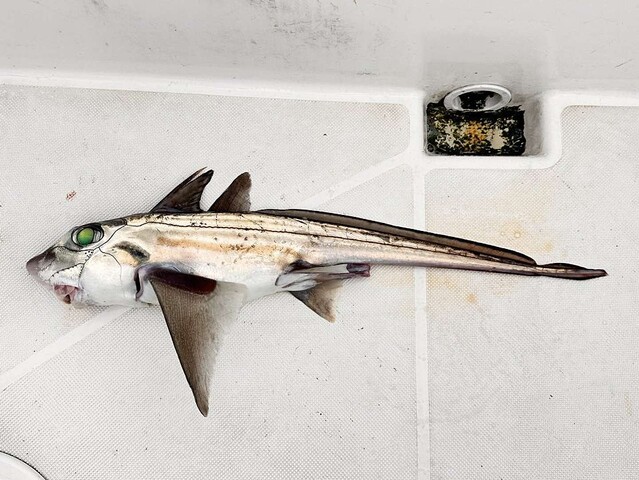 生きた化石」を釣り上げた！？ 深海魚ハンターが相模湾で出会った「夢