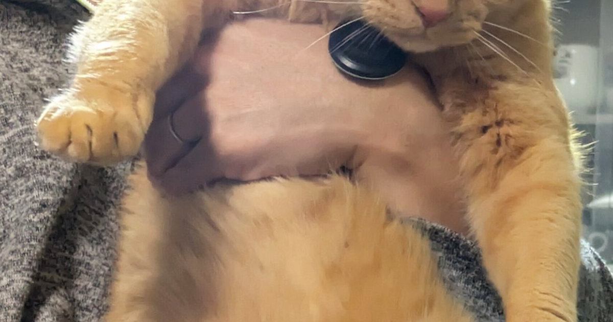 �ѥѤ˸��������ᤵ�줿ǭ Ϣ��ƹԤ����Ȥ���ɽ�𤬲İ���