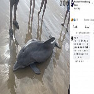 背中に乗って泳ぐなどの行動に 最悪の例 イルカの死に怒りの声 22年4月16日掲載 ライブドアニュース