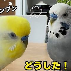 ڰջ̤ФäۡܤäƤ롩׻䤤˥󥳤¨ 