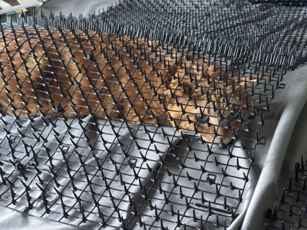 トゲトゲシートはこうするにゃ!対猫用グッズを完全攻略してしまった猫