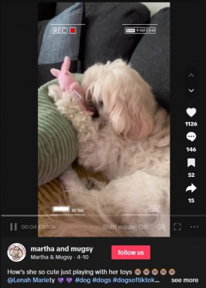 イランで生まれ、生後40日で顔に酸を浴びたメス犬“マグジー(Mugsy、5)”はその後、カナダの女性に引き取られて、幸せに過ごしている(画像は『Martha & Mugsy 2023年4月10日付TikTok「How’s she so cute just playing with her toys」』のスクリーンショット)