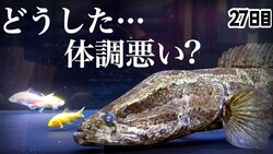 ֿͤʵ򿩤碌ȡġפ䤻εޤ˺ǡ27ܤλǸ;͵ɤȤ