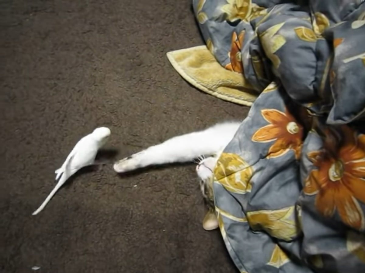 こたつから出ない猫、インコをチョイチョイする!