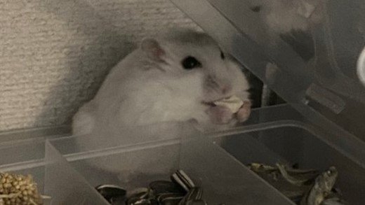 画像提供：暴れん坊ハム将軍（＠HAM_NO_WAKUSEI）さん