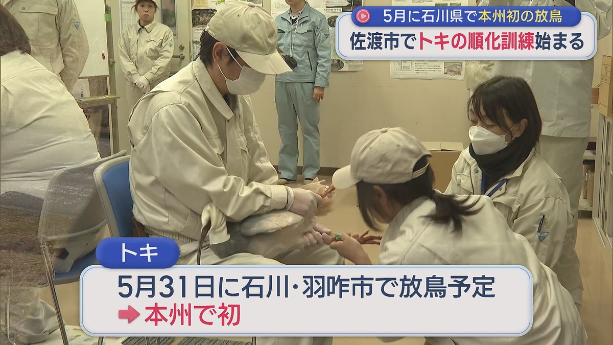 20羽のトキが放鳥候補