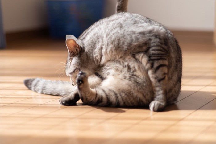 毛づくろいをする猫