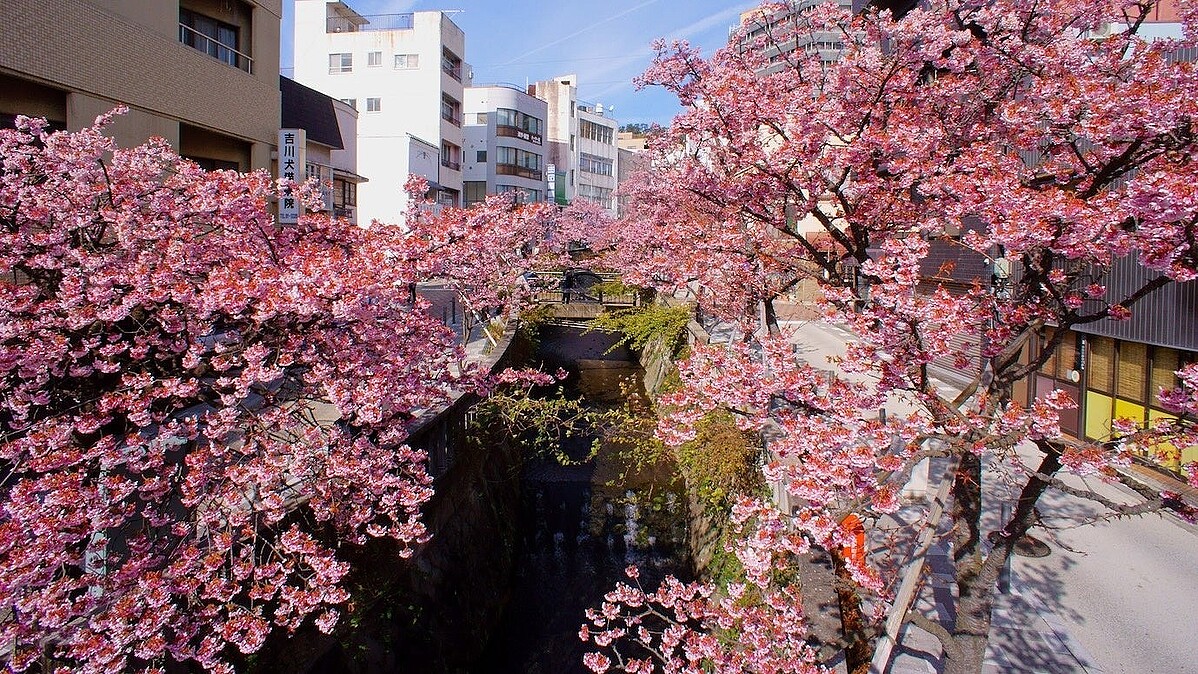 3月20日まで新幹線+宿泊が5000円引き 心おどる春旅をお得に