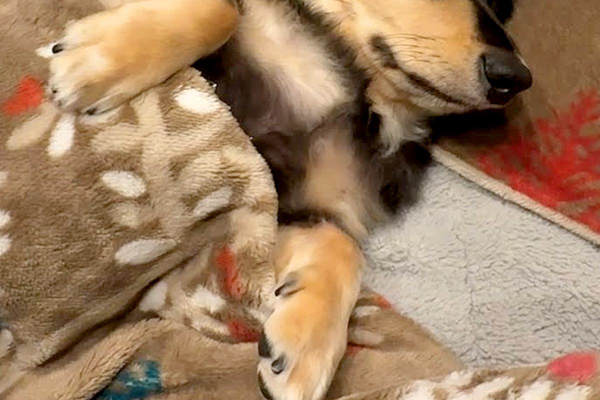 �ޤ�ǿʹ֤λҤɤ� �ߥ˥��奢���å����ե�ɤΡ֤��ͤ�͡פ�ȿ��