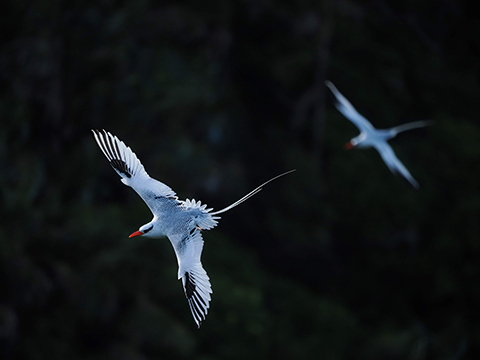 野鳥写真家の菅原貴徳氏による写真展 11月13日から開催