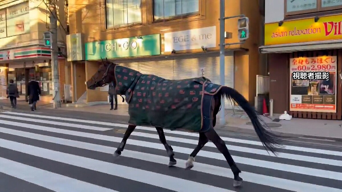 驚愕！明治大学の馬が路上を大冒険、キャンパスに自力帰還！