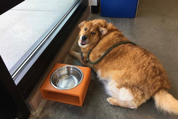 人間も見習いたい 体重37キロの肥満犬が素直な態度により減量に成功 ライブドアニュース