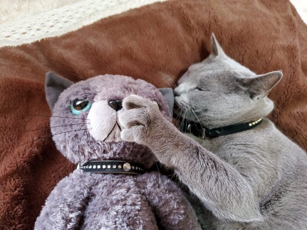 ぬいぐるみの お友達 を抱きしめて寝る猫さん 尊すぎる姿が話題に ライブドアニュース