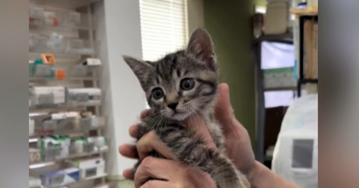 予防接種と検査で「想像以上にメロメロ」子猫を病院へ連れていく