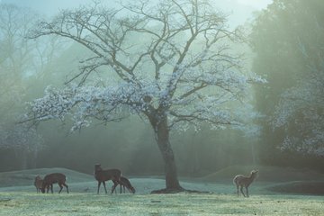 朝もやに包まれた桜の下に奈良の鹿 幻想的な絶景にXで反響
