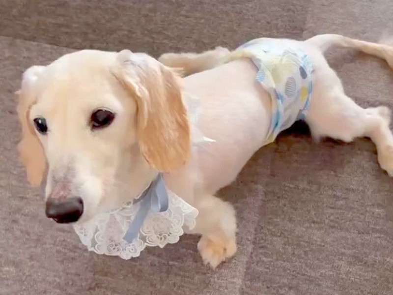 ­���ξ��֤��������Ƽ�ͳ��ư���ʤ��ʤä��� �ְػҤ˾�괶ư