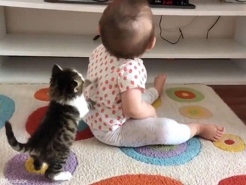 子猫 赤ちゃんに戦い挑む 動画 ライブドアニュース