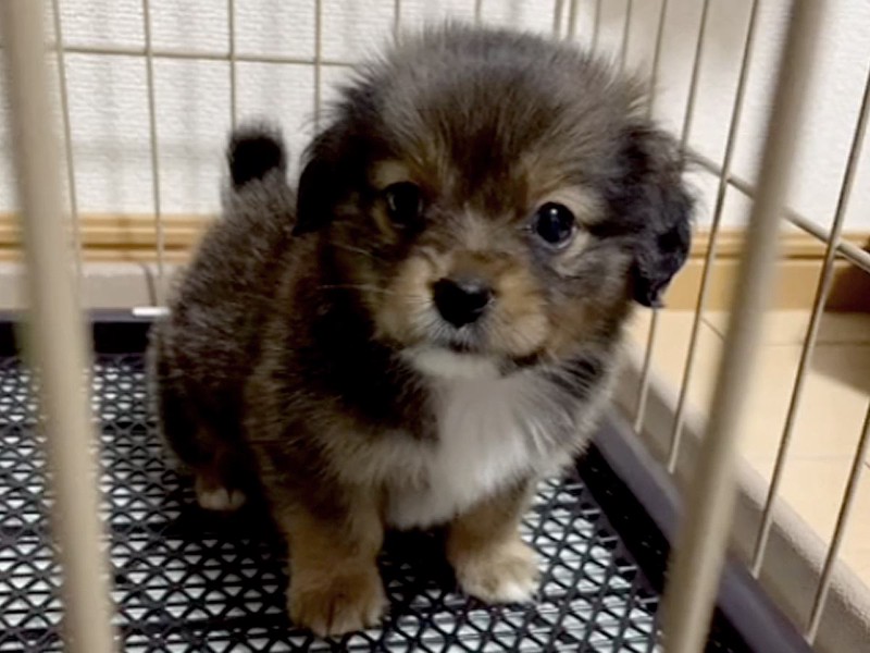 国内人気作家様 金井様の小さな犬 【公式通販】