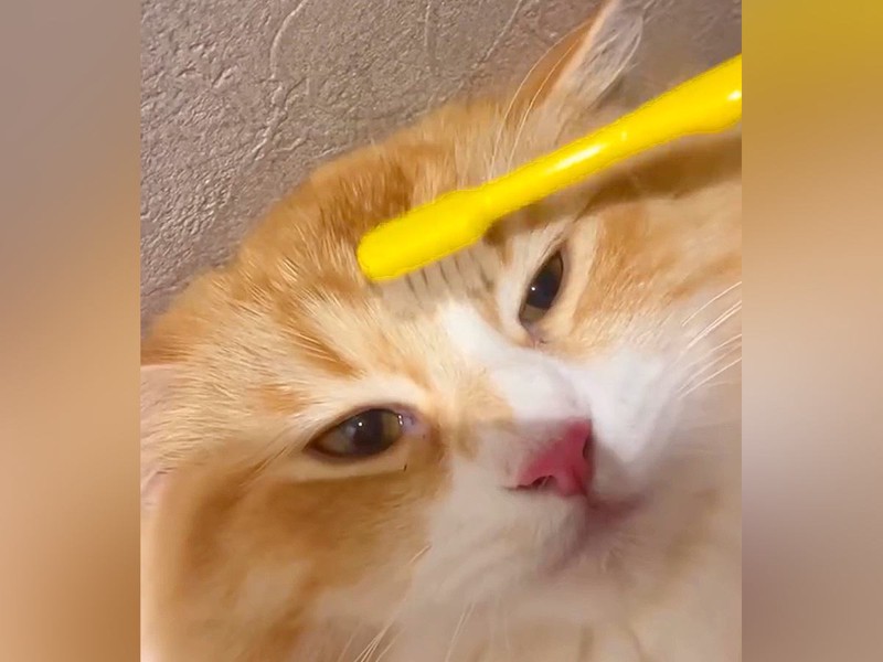 ǭǨ줿֥饷Ǥ...ӤƤäפФ