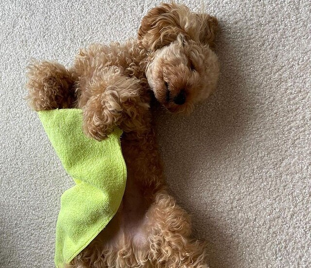 お布団かけてお昼寝中 寝相が悪くてヘソ天になっちゃったトイプードル ムック ライブドアニュース