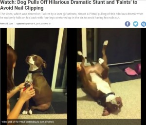 爪を切られそうになって気絶するピットブル(画像は『News18.com 2019年9月9日付「Watch: Dog Pulls Off Hilarious Dramatic Stunt and ‘Faints’ to Avoid Nail Clipping」(Twitter)』のスクリーンショット)